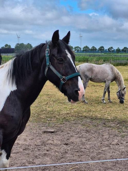 Mega brave ruin, Dieren en Toebehoren, Paarden, Ruin, B, Minder dan 160 cm, 7 tot 10 jaar, Recreatiepaard, Gechipt, Ontwormd, Ingeënt