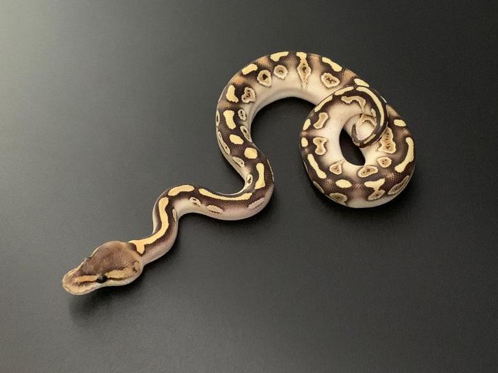 0.1 Wookie Black pastel lesser het clown python regius