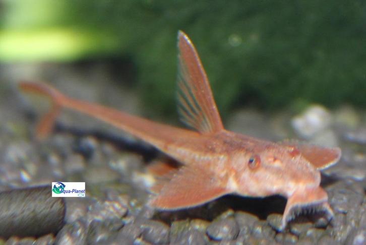 Rineloricaria lanceolata, Dieren en Toebehoren, Vissen | Aquariumvissen, Zoetwatervis, Vis