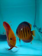 Ervaren discus koppel te koop, Dieren en Toebehoren, Vissen | Aquariumvissen, Vis
