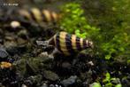 Anentome Helena slakken (Slak etende Slak), Dieren en Toebehoren, Vissen | Aquariumvissen, Slak of Weekdier, Zoetwatervis