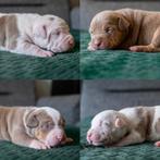 American Bully XL Pups ABKC stamboom, België, Particulier, Rabiës (hondsdolheid), Overige rassen
