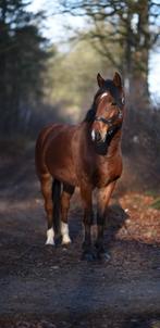 ✨De allerleukste E pony ruin  van marktplaats!✨, Dieren en Toebehoren, Pony's, Ruin, E pony (1.48m - 1.57m), 3 tot 6 jaar