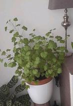 Citroengeranium in pot, Huis en Inrichting, Kamerplanten, Ophalen, In pot, Halfschaduw, Minder dan 100 cm