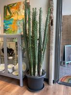 Cactus opuntia subulata 170cm met pot, Ophalen, Cactus, Volle zon, 150 tot 200 cm