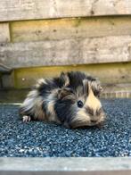 Hele knappe peruvian cavia, Dieren en Toebehoren, Juli, Mannelijk, Cavia