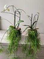 Orchideeën in pot, Ophalen of Verzenden, In pot, Halfschaduw, Minder dan 100 cm