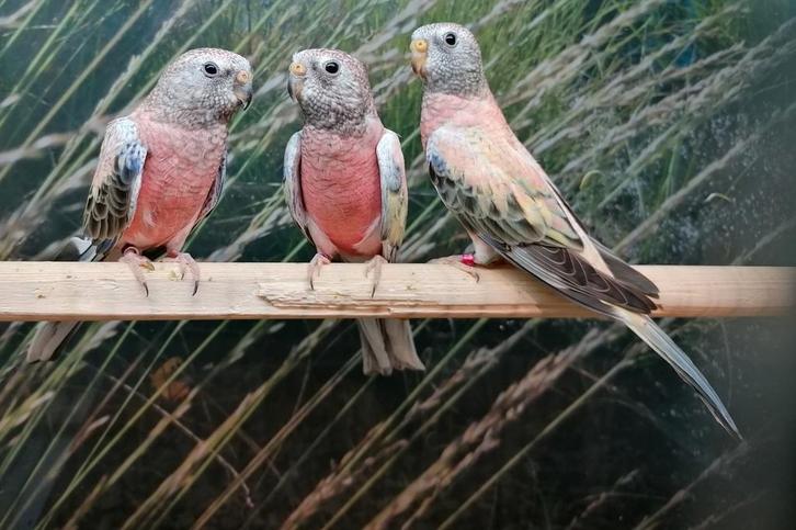 Bourkeparkieten in diverse kleurmutaties., Dieren en Toebehoren, Vogels | Parkieten en Papegaaien, Parkiet, Meerdere dieren