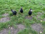 5 hanen te koop, Dieren en Toebehoren, Pluimvee, Mannelijk, Kip