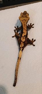 Goed lezen!! 30 Wimpergekko's, Dieren en Toebehoren, Reptielen en Amfibieën, Overige soorten, 0 tot 2 jaar
