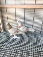 Takla duiven, Meerdere dieren