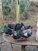 Kippen en hanen te koop, Meerdere dieren, Kip