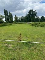 Weide met mogelijkheden 24/7 buiten of stalling, Dieren en Toebehoren, Stalling en Weidegang, Weidegang, 1 paard of pony