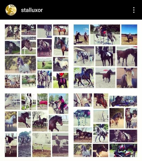 Meerdere mooie sportpaarden te koop bij Stal Luxor!, Dieren en Toebehoren, Paarden, Meerdere dieren, Niet van toepassing, Minder dan 160 cm