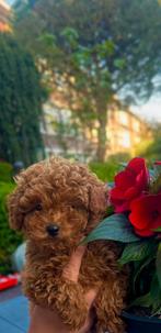 Toy poedel Toy poodle, Dieren en Toebehoren, Honden | Chihuahua's en Gezelschapshonden, Poedel, Particulier, Rabiës (hondsdolheid)