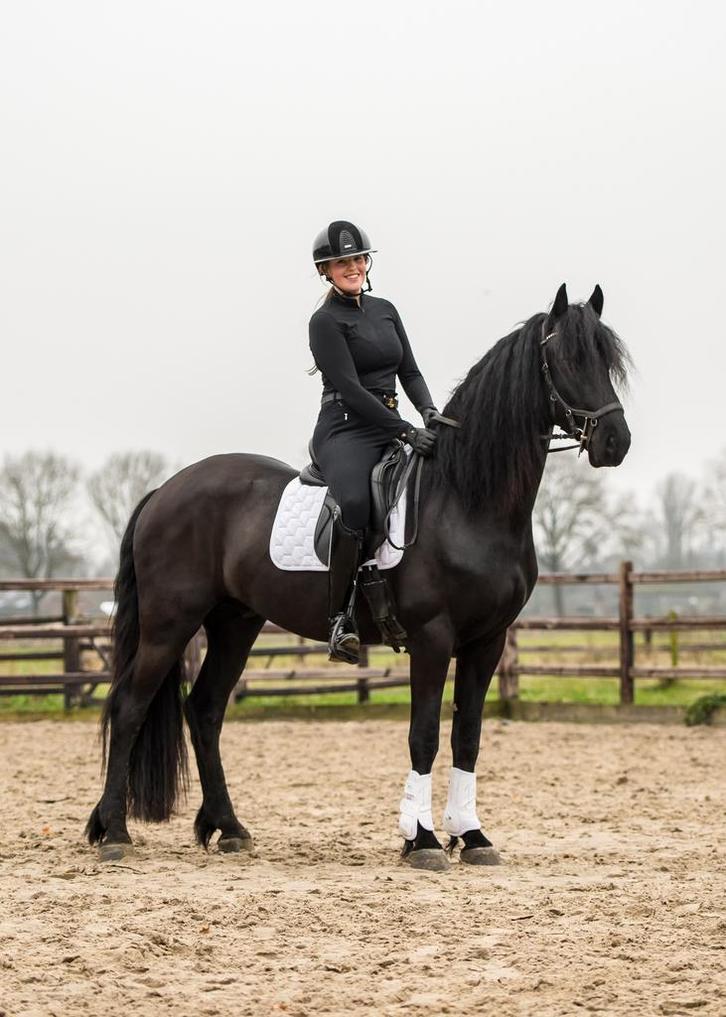 PYTER FB35 ter dekking, Dieren en Toebehoren, Paarden en Pony's | Dekhengsten en Fokmerries, Hengst