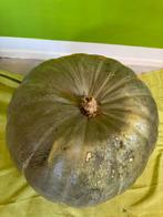 Reuzenpompoen - 26 kilo, Tuin en Terras, Planten | Tuinplanten, Ophalen of Verzenden