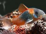 Corydoras venezuala, Dieren en Toebehoren, Vissen | Aquariumvissen, Vis