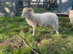 Ouessant ram, Dieren en Toebehoren, Mannelijk, Schaap, 0 tot 2 jaar