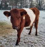 Lakenvelder runderen, Dieren en Toebehoren, Pluimvee, Vrouwelijk, Overige soorten