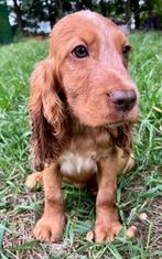 Engelse cocker spaniël pups, Dieren en Toebehoren, Honden | Retrievers, Spaniëls en Waterhonden, België, Fokker | Hobbymatig, Rabiës (hondsdolheid)