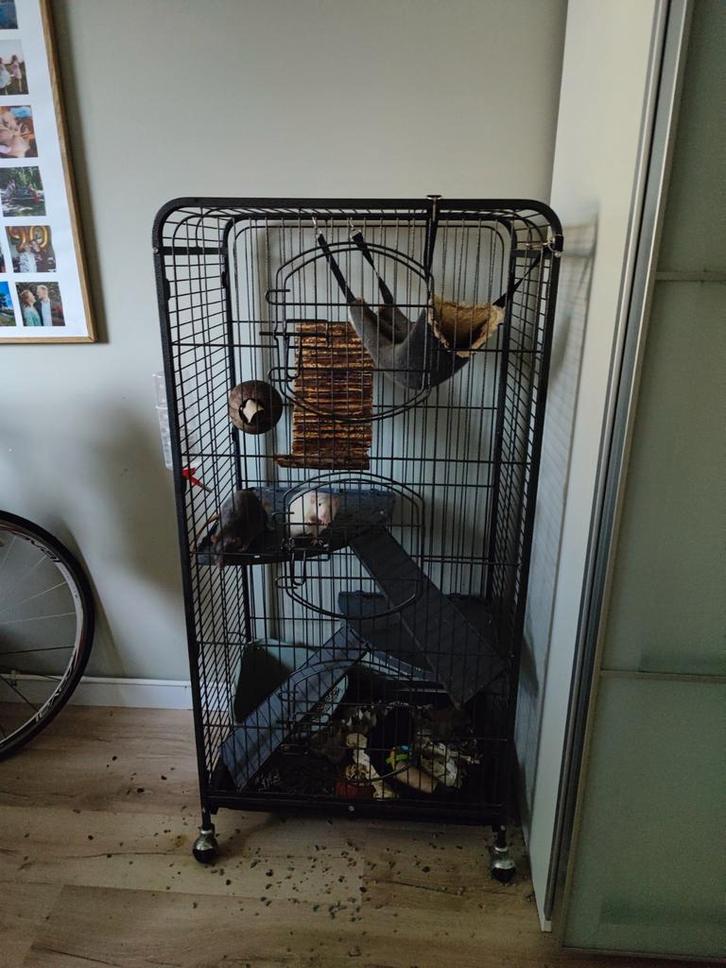 Twee ratjes te koop inclusief kooi en toebehoren, Dieren en Toebehoren, Knaagdieren, Mannelijk, Rat, Maart, Tam