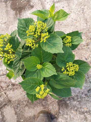 Boerenhortensia diverse kleuren beschikbaar voor biedingen