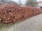 Beukenhaag 25 meter gratis, Ophalen, Beukenhaag, 100 tot 250 cm
