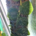 monstera dubia stek, Ophalen of Verzenden, Halfschaduw, Minder dan 100 cm
