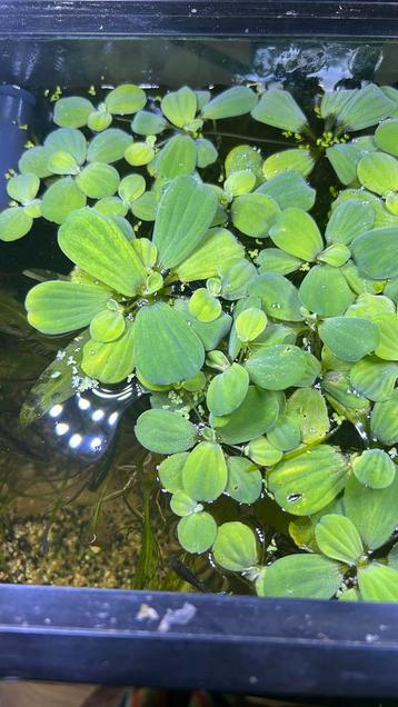 Grote drijfplanten voor het aquarium beschikbaar voor biedingen