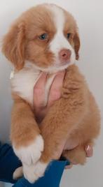Vier supermooie Nova Scotia Duck Tolling Retriever reutjes, Golden retriever, Fokker | Hobbymatig, Reu, 8 tot 15 weken