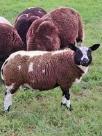Mooi luxe bonte ooilammeren/ bonte schapen, Vrouwelijk, Schaap