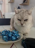 Kat vermist, Dieren en Toebehoren, Kat