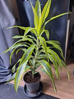 Mooie Dracaena Lemon Lime 80h🪴kamerplant🪴OPHALEN, Ophalen, Overige soorten, Volle zon, Minder dan 100 cm