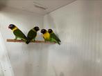 Zuivere wildkleur personata, Dieren en Toebehoren, Geslacht onbekend, Dwergpapegaai of Agapornis, Geringd