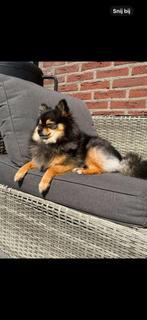 Pomeriaan, Dieren en Toebehoren, Honden | Chihuahua's en Gezelschapshonden, Rabiës (hondsdolheid), Overige rassen, Teef, Eén hond