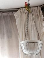 Agapornis, Dieren en Toebehoren, Vogels | Parkieten en Papegaaien, Geslacht onbekend, Dwergpapegaai of Agapornis