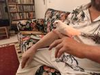 Tamme valkparkiet €40,-, Dieren en Toebehoren, Vogels | Parkieten en Papegaaien, Mannelijk, Parkiet, Tam