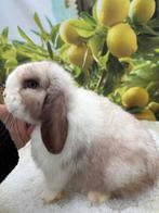 Mega knap raszuiver minilop rammetje ! 🩵🐰, Dieren en Toebehoren, Mannelijk, Dwerg, Hangoor, 0 tot 2 jaar