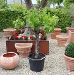 Winterharde palmbomen weer volop verkrijgbaar., Tuin en Terras, Planten | Bomen, 100 tot 250 cm, Zomer, Palmboom, Ophalen