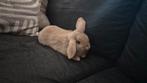 Konijn, Dieren en Toebehoren, Konijnen, Vrouwelijk