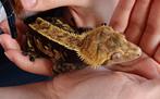 Wimpergekko man black base, Hagedis