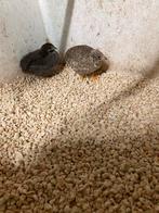 Chinese dwergkwartels, Dieren en Toebehoren, Vogels | Overige Vogels, Mannelijk