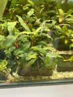 Bucephalandra browny dream pink, Ophalen of Verzenden, Nieuw, Plant(en), Steen of Hout