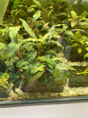 Bucephalandra browny dream pink beschikbaar voor biedingen