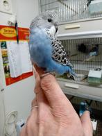 Jonge grasparkieten, Dieren en Toebehoren, Vogels | Parkieten en Papegaaien, Meerdere dieren, Parkiet, Tam