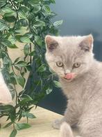 Super lief karakter Lilac britsekorthaar kitten