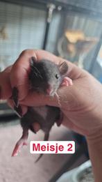 Super lieve tamme baby ratjes/rittens meisjes ook rex, Dieren en Toebehoren, September, Meerdere dieren