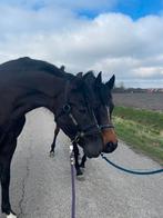 Coachingpaard - weidemaatje, Dieren en Toebehoren, Pony's, E pony (1.48m - 1.57m), B, Gechipt, Ruin