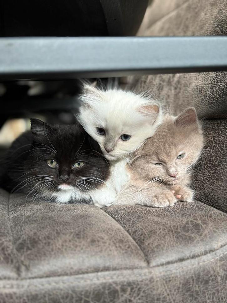 Ragdoll kittens, Dieren en Toebehoren, Katten en Kittens | Overige Katten, Langharig, Kater, 0 tot 2 jaar